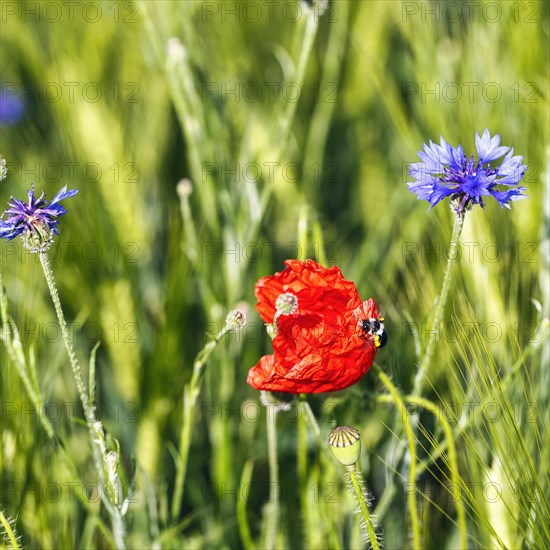 Red poppy flower (Papaver rhoeas), green barleys (Hordeum vulgare), cornflower (Centaurea cyanus), field flowers, wildflowers in barley field, symbolic photo, organic farming, organic cultivation, Weserbergland, Polle, Lower Saxony, Germany, Europe