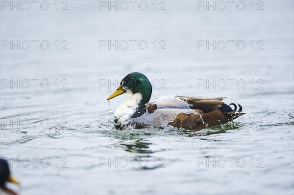 Wild duck (Anas platyrhynchos) male swimming on a lake, Bavaria, Germany, Europe