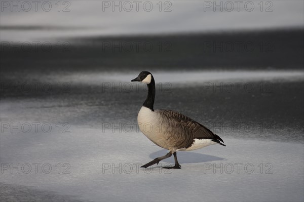 Canada goose (Branta canadensis) adult bird on a snow covered frozen lake in winter, England, United Kingdom, Europe