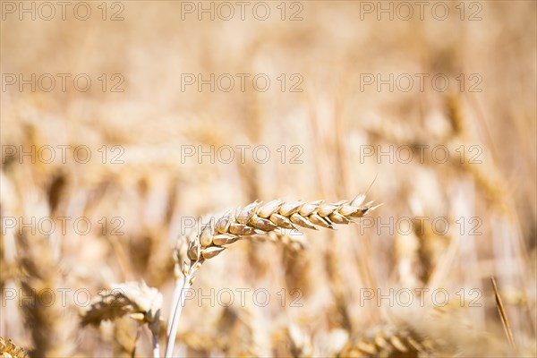 Wheat (Triticum) in wheat field, Freising, Upper Bavaria, Bavaria, Germany, Europe