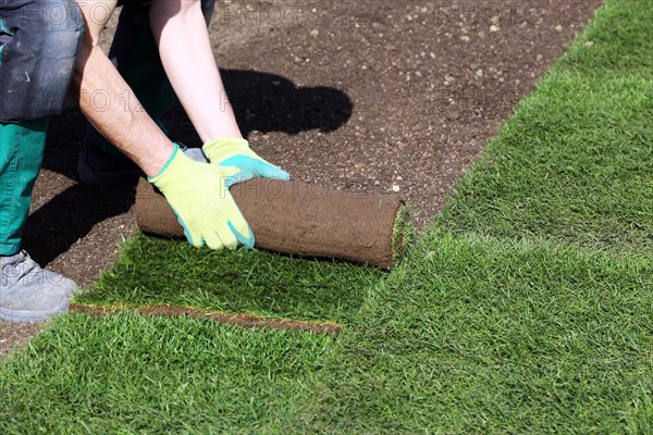 Gardener lays sod