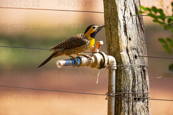 Pileated campo flicker (Colaptes campestris) Pantanal Brazil