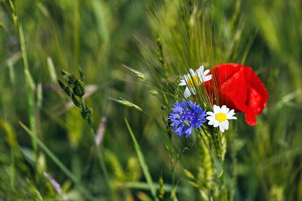 Field flowers, wildflowers in a barley field, symbolic photo, organic farming, organic cultivation, Weserbergland, Polle, Lower Saxony, Germany, Europe