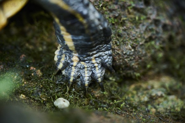 Red-eared slider (Trachemys scripta elegans), foot, detail, Germany, Europe