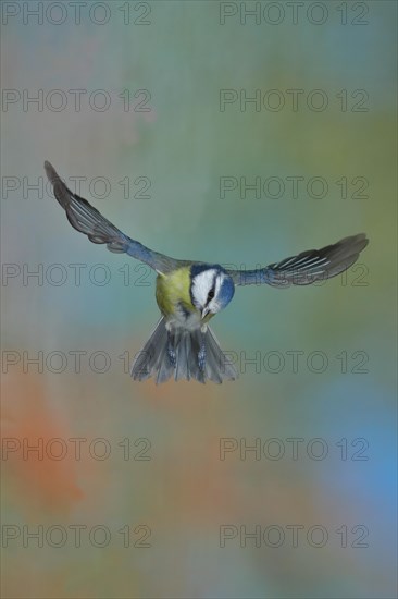 Blue Tit (Parus caeruleus) in flight, flight photo frontal from below, Wilden, North Rhine-Westphalia, Germany, Europe