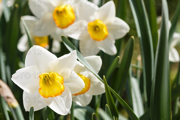 White daffodil (narcissus) with orange and yellow center
