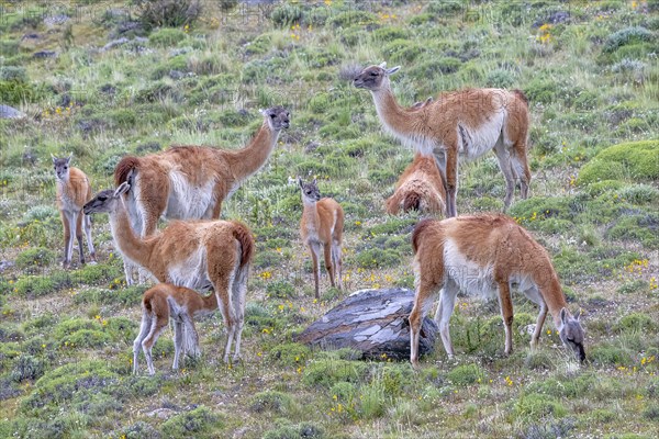 Guanaco (Llama guanicoe), Huanaco, group with young animals, Torres del Paine National Park, Patagonia, end of the world, Chile, South America