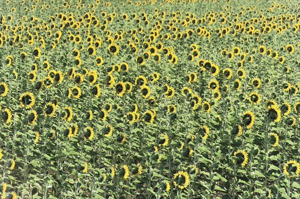 Sunflower field, sunflowers (Helianthus annuus), landscape south of Montepulciano, Tuscany, Italy, Europe