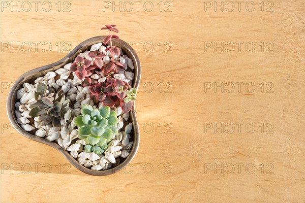 Small succulents in a ceramic pot on a wooden background with copy space. top view