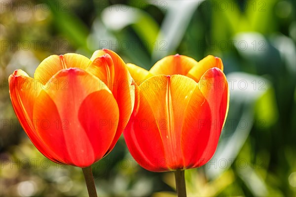 Beautiful rose tulip flowers with green blurred background