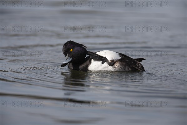 Tufted duck (Aythya fuligula) adult bird preening its head on a lake, England, United Kingdom, Europe