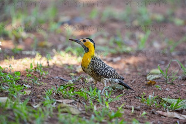 Pileated campo flicker (Colaptes campestris) Pantanal Brazil