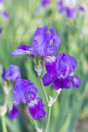 Colorful purple irises in a botanical garden