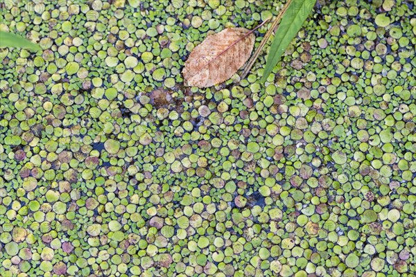 Texture of duckweed on the surface of the water