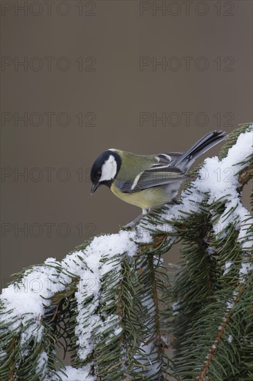Great tit (Parus major) adult bird on a snow covered pine tree branch, England, United Kingdom, Europe
