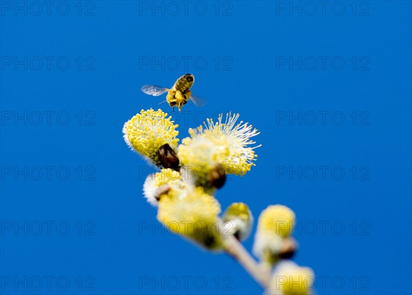 Honey Bee (Apis mellifera) flying next to a catkin of a Willow (Salix Salicaceae)