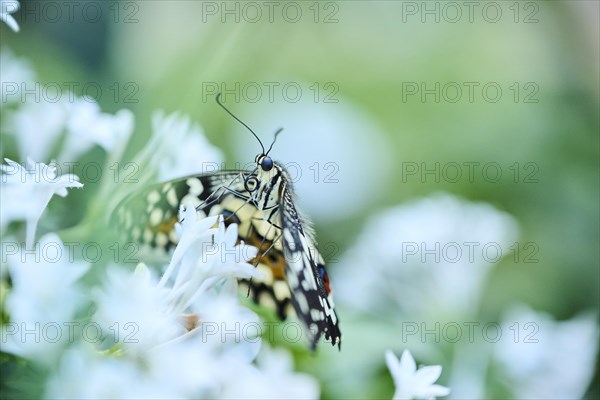 Lime butterfly (Papilio demoleus) sitting on a flower, Germany, Europe