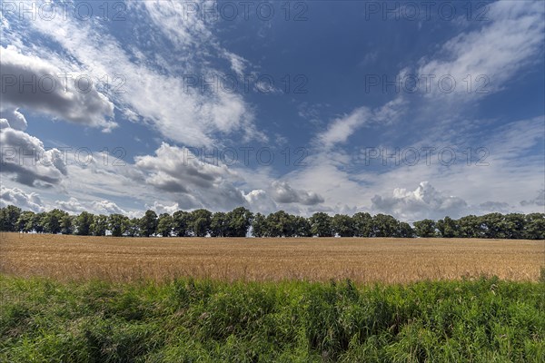 Avenue of large-leaved lindens (Tilia platyphyllos) Cornfield and cloudy sky, Rehna, Mecklenburg-Vorpommern, Germany, Europe