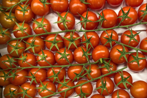 Panicle tomatoes on display in grocery shop Food retailer Food retailer Supermarket, Germany, Europe