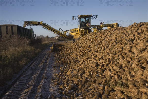 Ropa euro maus 4 sugar beet loader machine in operation, Shottisham, Suffolk, England, United Kingdom, Europe