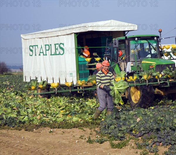 A team of field workers for Staples company harvesting vegetables at Iken, Suffolk, England, United Kingdom, Europe