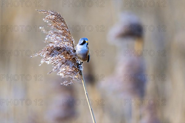 Bird with blue plumage on a reed against a clear sky, Bearded tit, Panarus Biarmicus