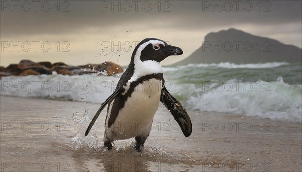 AI generated, A african penguin (Spheniscus demersus)