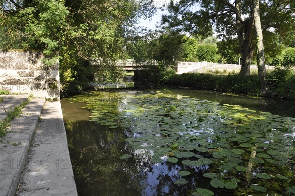 A peaceful pond covered with water lilies under the shade of lush trees on a sunny day, featuring a stone path and a small bridge