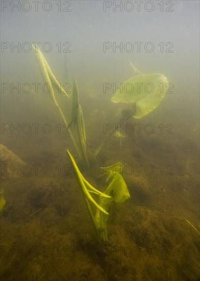 Yellow water-lilies (Nuphar lutea), water, Lower Austria