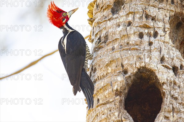 Crimson-crested woodpecker (Campephilus melanoleucos) Pantanal Brazil