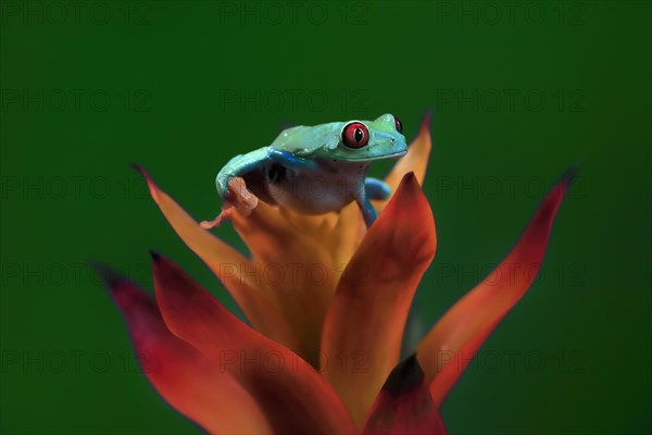 Red-eyed tree frog (Agalychnis callidryas), adult, on bromeliad, captive, Central America