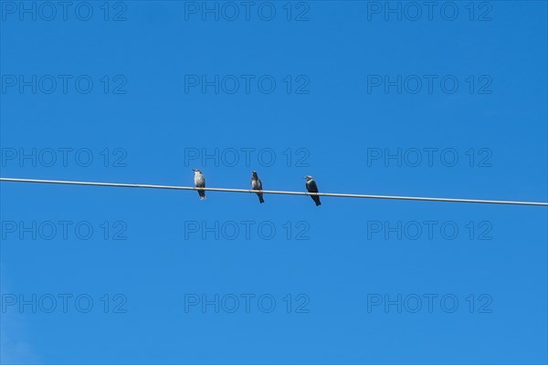 Songbirds (Passeri) on a high-voltage power line, North Rhine-Westphalia, Germany, Europe