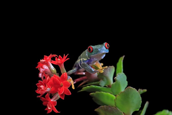 Red-eyed tree frog (Agalychnis callidryas), adult, on flower, captive, Central America