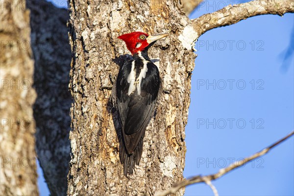 Crimson-crested woodpecker (Campephilus melanoleucos) Pantanal Brazil