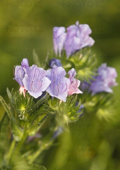 Common viper's bugloss (Echium vulgare), close-up of flowers from the front, North Rhine-Westphalia, Germany, Europe
