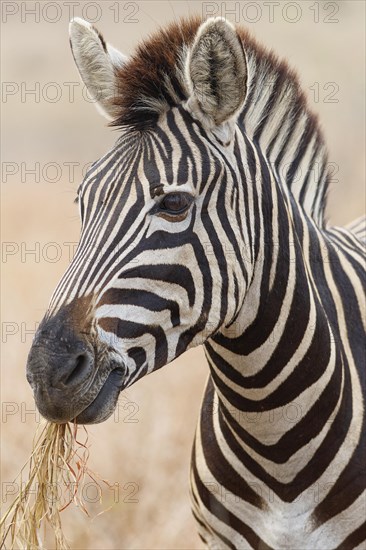 Burchell's zebra (Equus quagga burchellii), adult feeding on dry grass, head close-up, animal portrait, Kruger National Park, South Africa, Africa