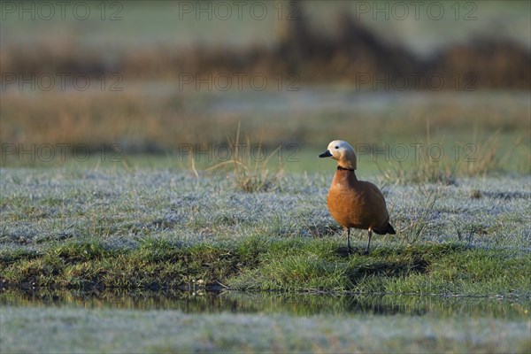 Ruddy shelduck (Tadorna ferruginea), male, in a meadow, Dingdener Heide nature reserve, North Rhine-Westphalia, Germany, Europe