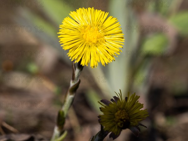 Coltsfoot (Tussilago farfara), Leoben, Styria, Austria, Europe