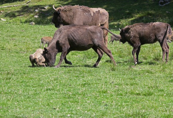 European bison (Bison bonasus) cow attacking a helpless calf lying on the ground, captive, Sweden, Scandinavia, Europe