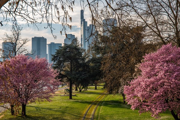 Romantic cherry blossoms, almond blossoms by the river, with a view of the skyline in the evening at sunset. Financial district with lots of nature in Frankfurt am Main, Hesse, Germany, Europe