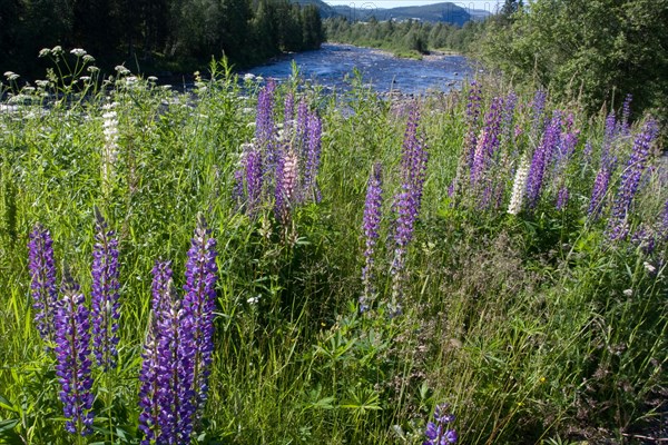 Lupins on the banks of a river with surrounding green landscape in summer under bright sunlight Lofoten