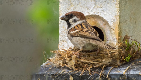 Animals, bird, sparrow, house sparrow, Passer domesticus, building a nest, KI generated, AI generated