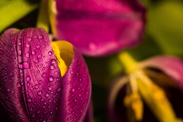 Close-up of purple flowers with dew drops on petals conveying freshness