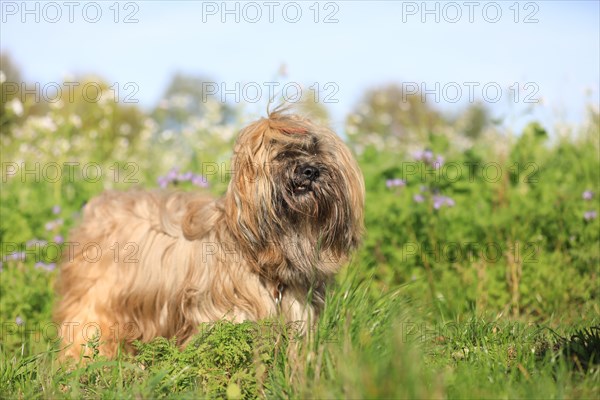 Lhasa Apso