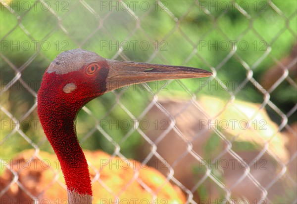 Close up of a Sarus Crane or Grus antigone behind a chain link fence at rehabilitation center in Cambodia