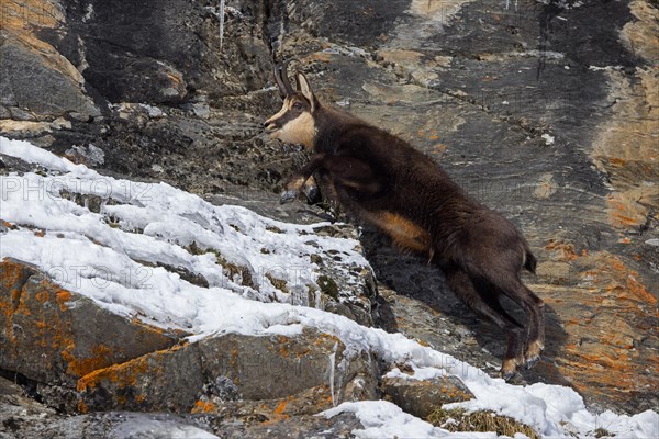Alpine chamois (Rupicapra rupicapra) male in dark winter coat jumping up rock ledge while fleeing in cliff face in the European Alps