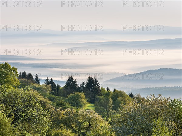 View over blossoming fruit trees to the hills of the Thuringian Rhoen at Gebaberg in the morning light in spring, fog in the valleys, Hohe Geba, Vordere Rhoen, Meiningen, Rhoen, Thuringia, Germany, Europe