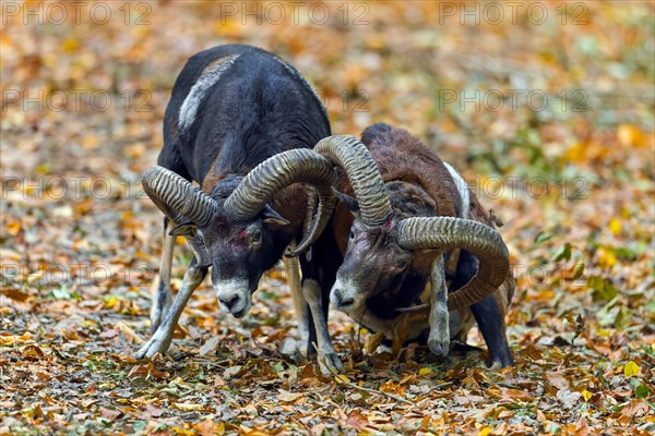 European mouflons (Ovis aries musimon, Ovis gmelini musimon) two rams fighting by bashing heads with curved horns in forest during the rut in autumn