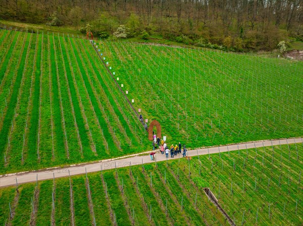 People walking through a vineyard, embedded in a rural landscape, Jesus Grace Chruch, Weitblickweg, Easter hike, Hohenhaslach, Germany, Europe