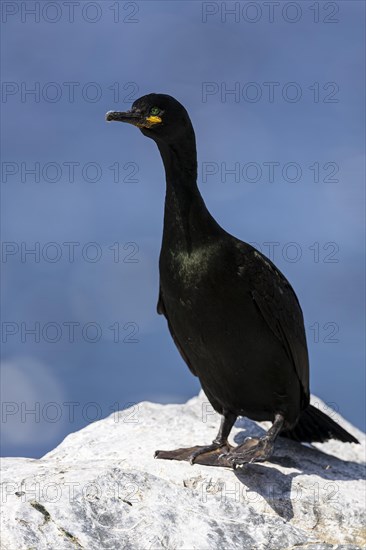 Common shag (Phalacrocorax aristotelis) raises its foot, Hornoya Island, Vardo, Varanger, Finnmark, Norway, Europe